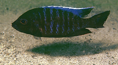 Copadichromis sp. 'kawanga' Chitande Island